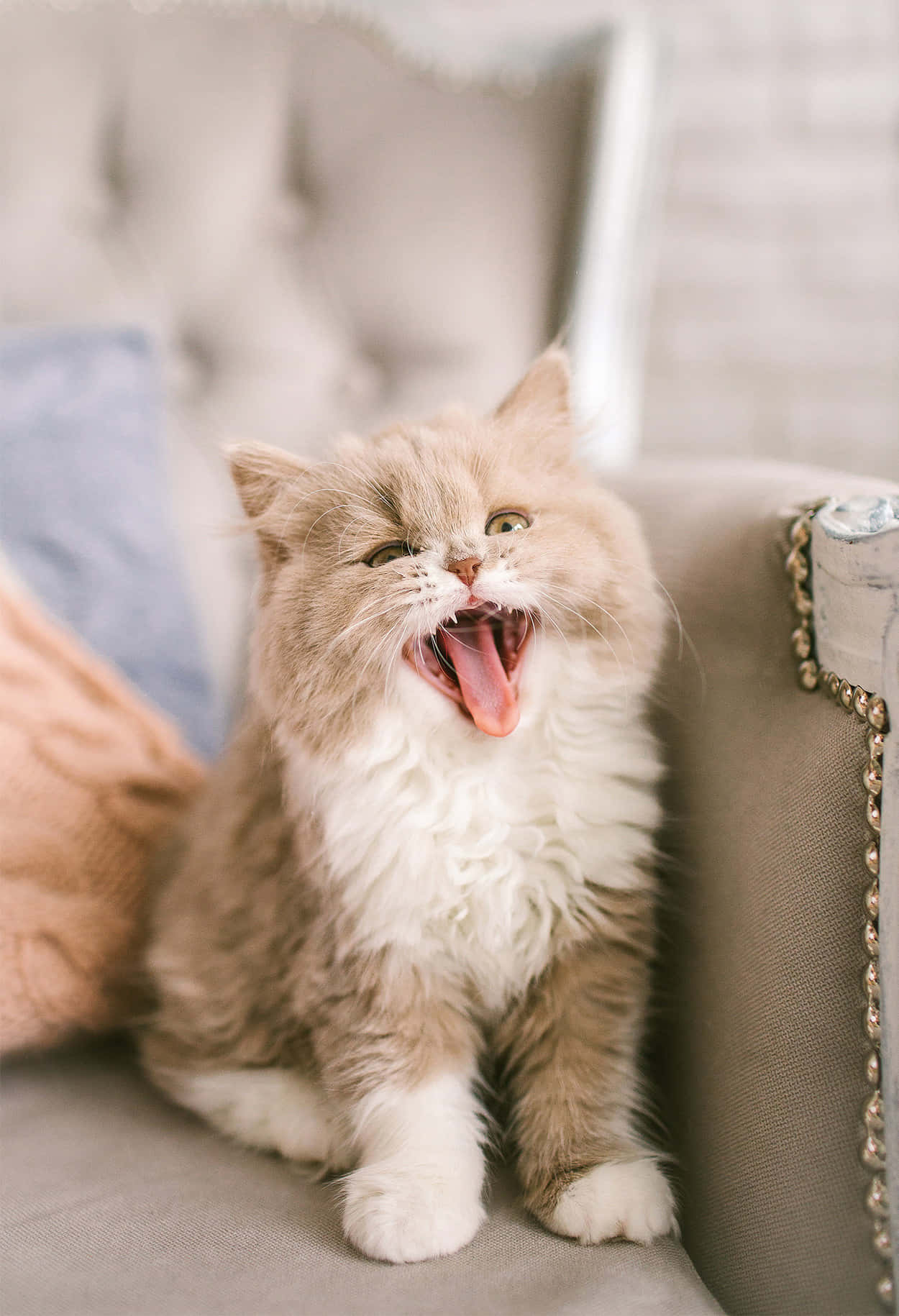 Selkirk Rex, cream and white, fluffy, HD Phone Wallpaper