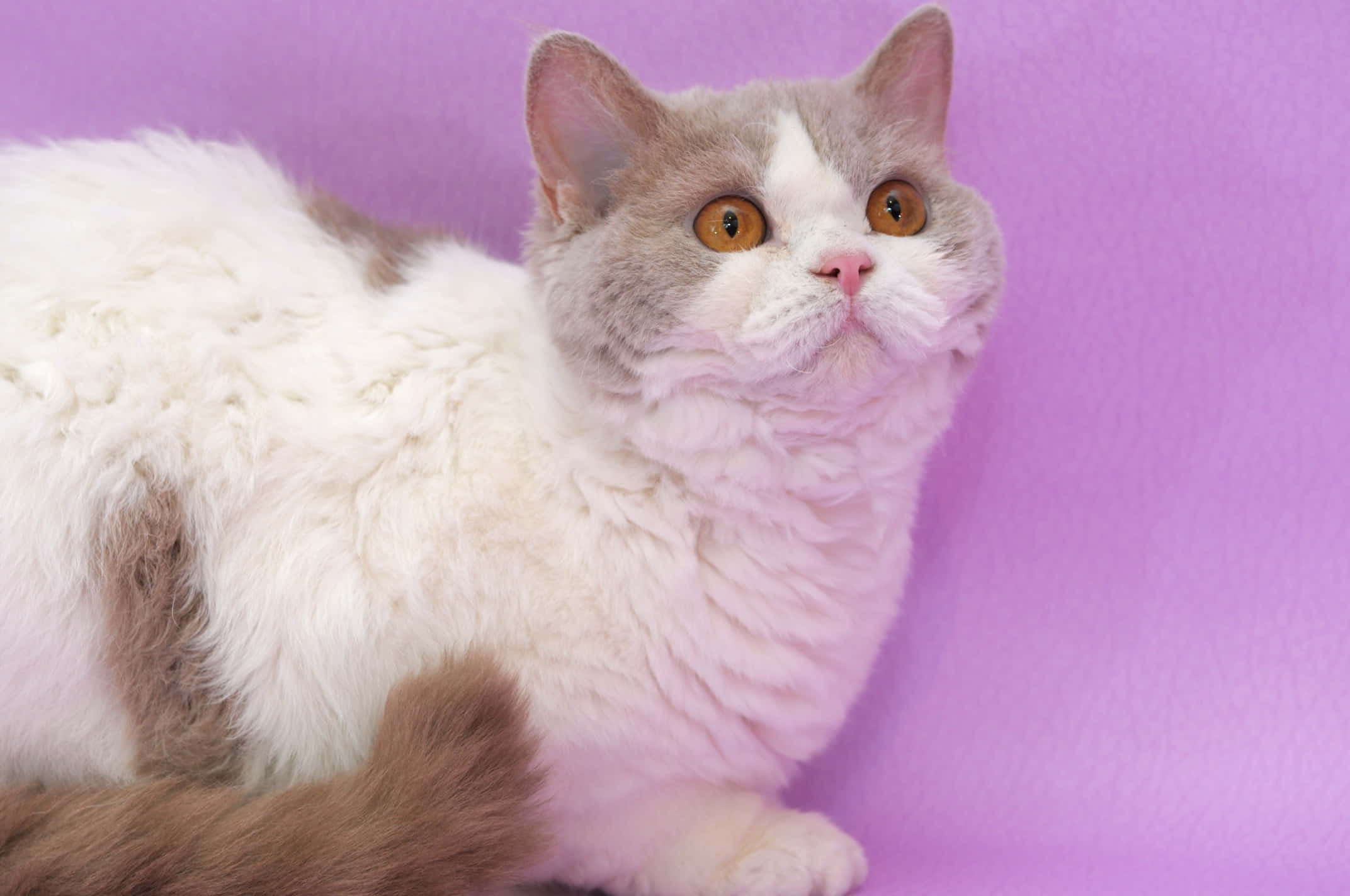 Selkirk Rex, fluffy white and gray cat, amber eyes, Full HD Desktop Wallpaper