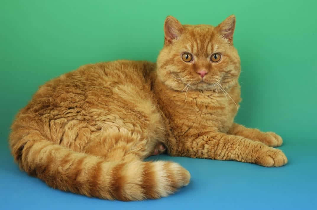 Selkirk Rex, ginger cat, amber eyes, SD Desktop Wallpaper