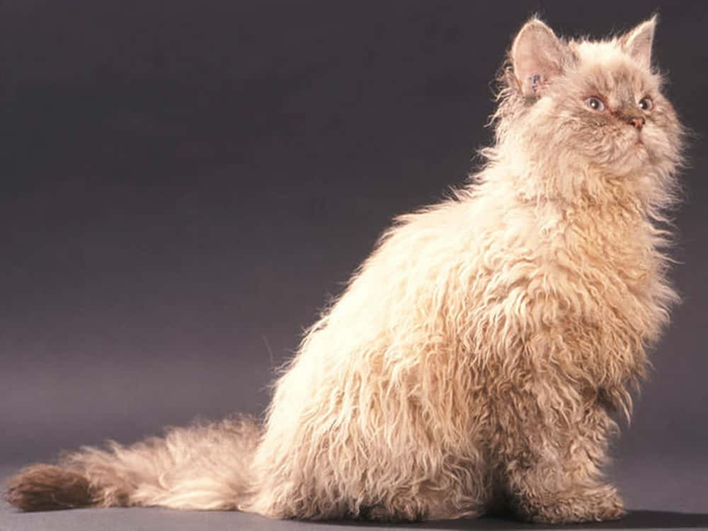 Selkirk Rex, cream-colored, fluffy, SD Desktop Wallpaper