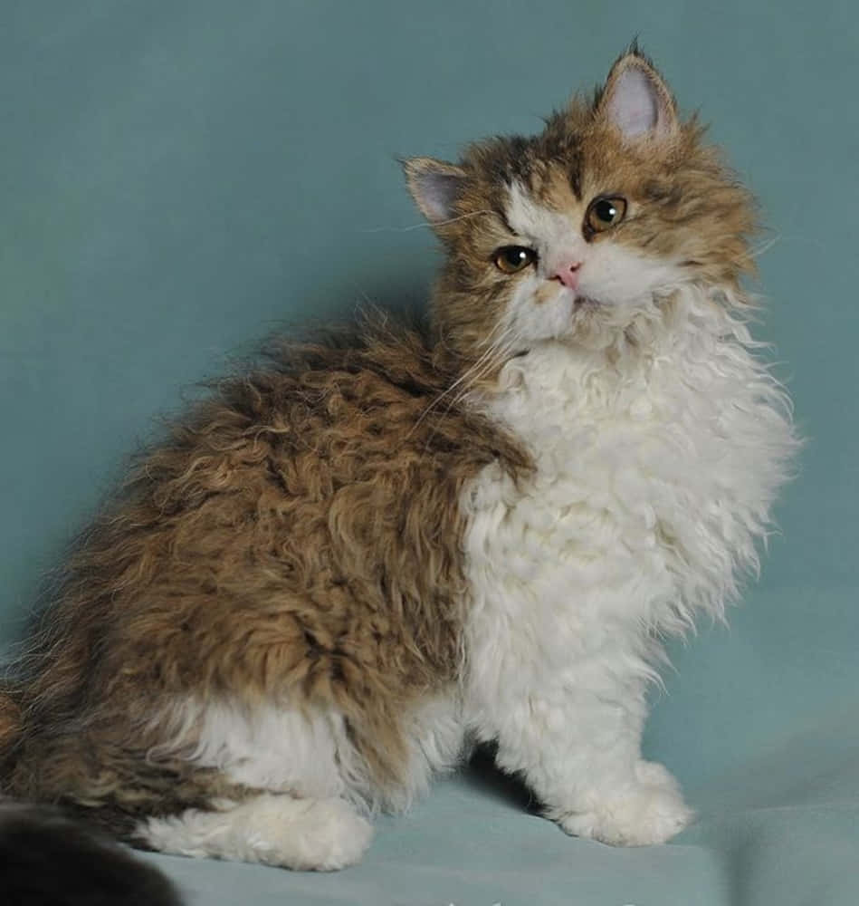 Selkirk Rex, fluffy brown and white cat, curly fur, SD Phone Wallpaper