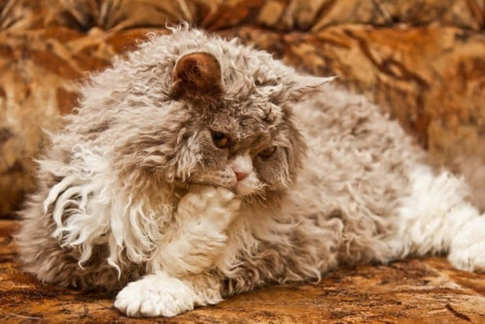 Selkirk Rex, fluffy curly-haired cat, grumpy expression, SD Desktop Wallpaper