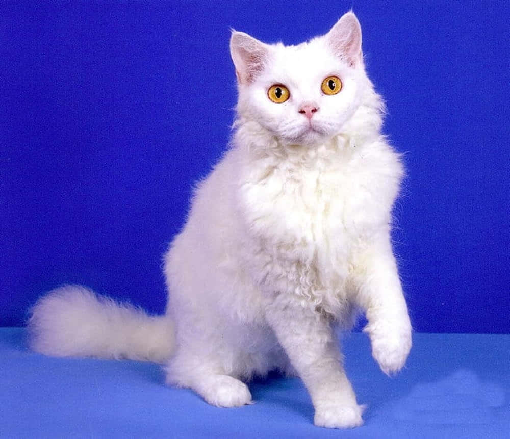 Selkirk Rex, fluffy white cat, bright yellow eyes, SD Desktop Wallpaper