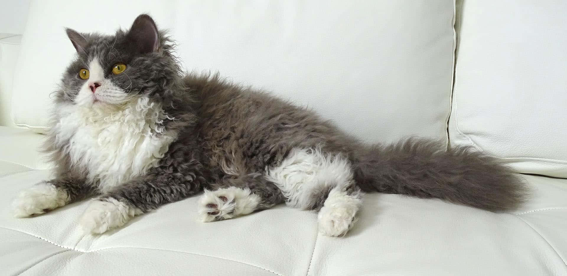 Selkirk Rex, gray and white, bright yellow eyes, Full HD Desktop Wallpaper