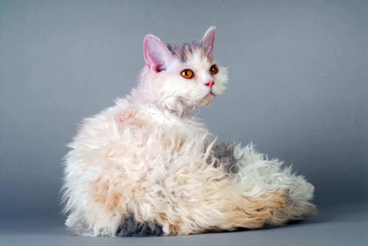 Selkirk Rex, fluffy white and gray cat, striking orange eyes, SD Desktop Wallpaper