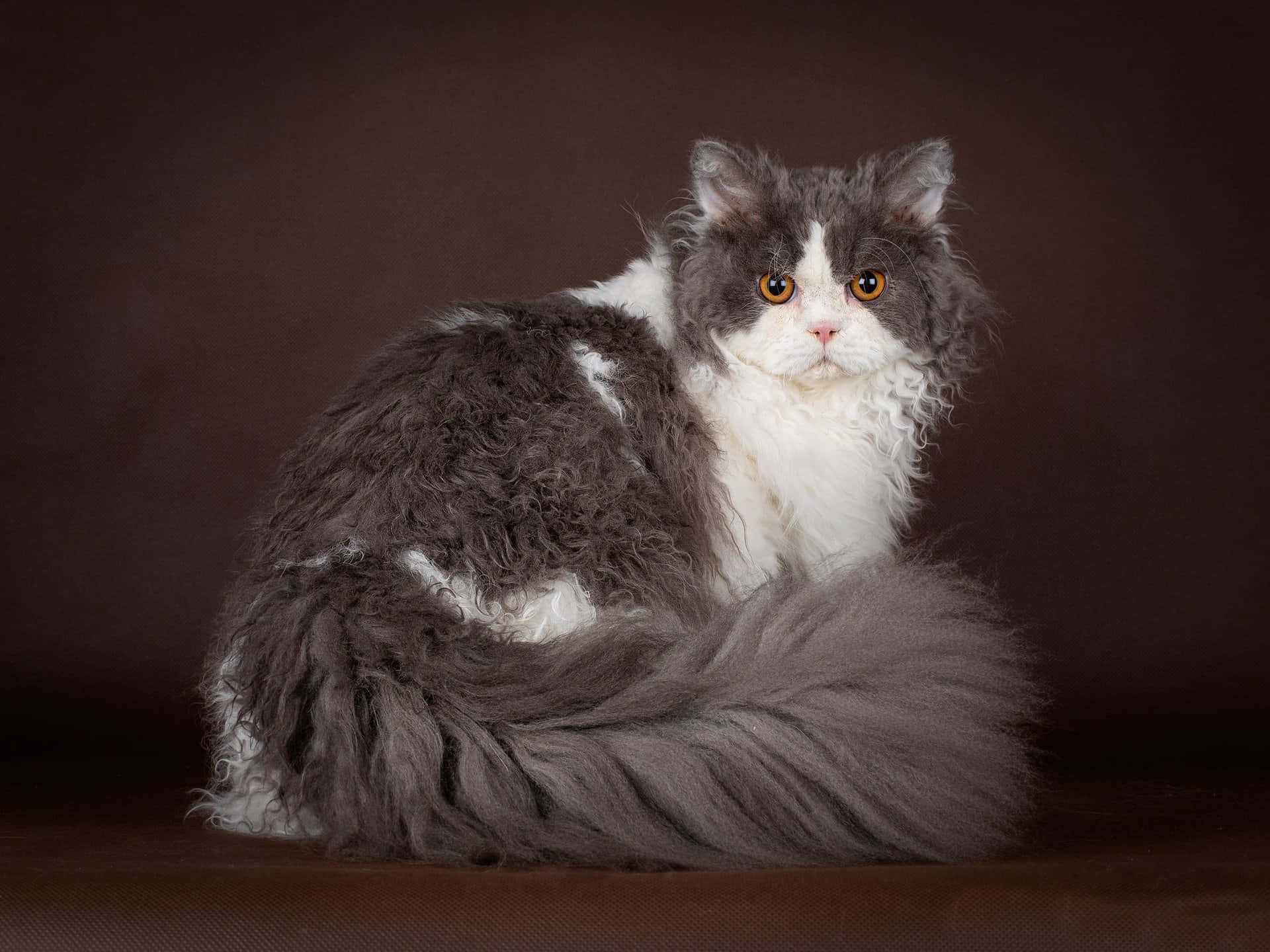 Selkirk Rex, gray and white, bright orange eyes, Full HD Desktop Wallpaper