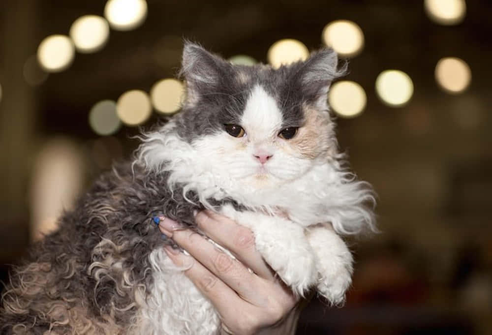 Selkirk Rex, fluffy gray and white cat, curled fur, SD Desktop Wallpaper