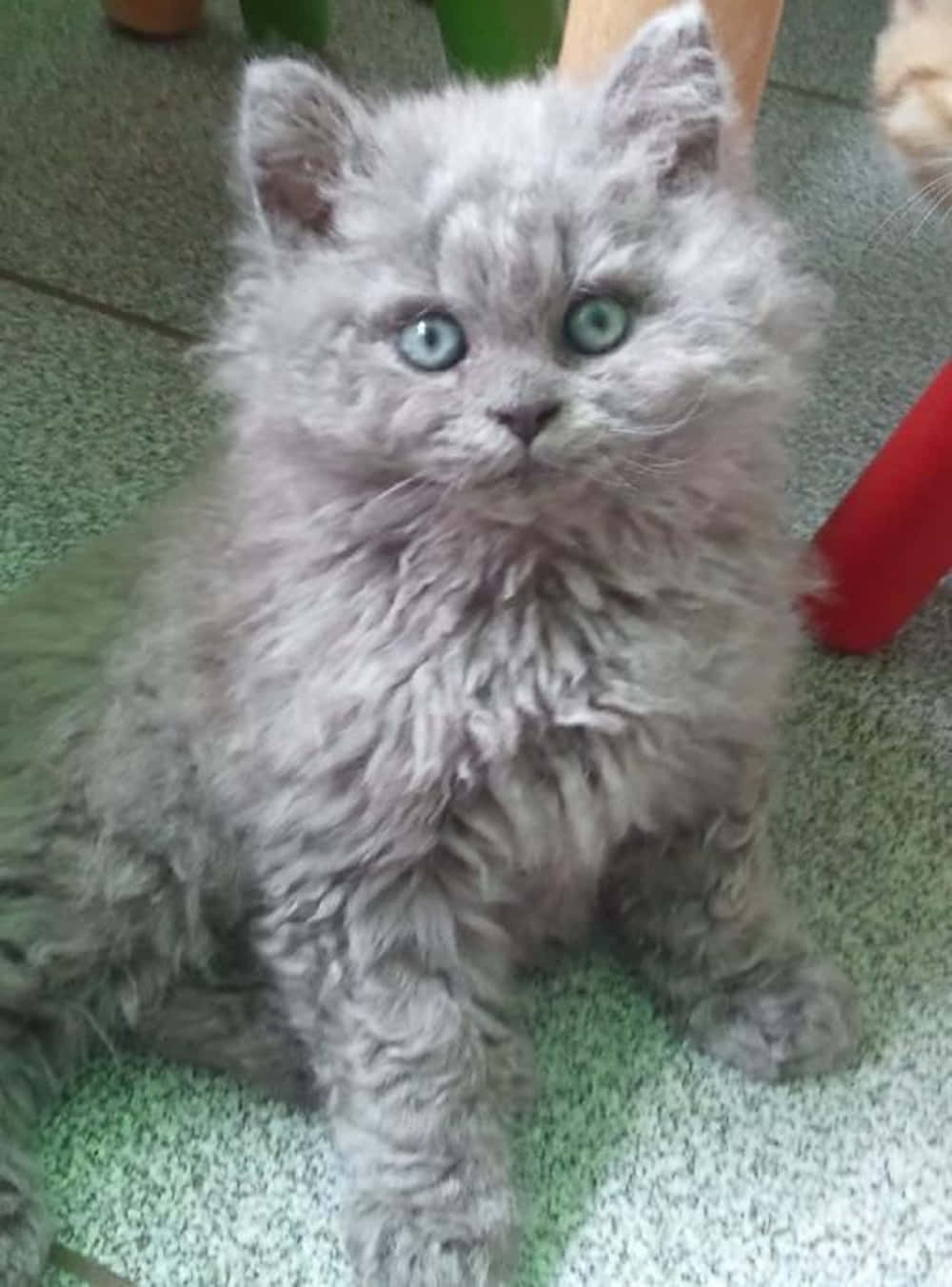 Selkirk Rex, fluffy gray kitten, bright blue eyes, HD Phone Wallpaper