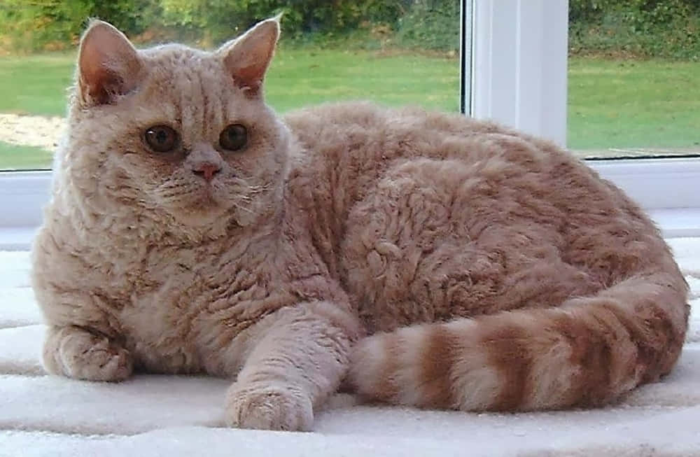 Selkirk Rex, light brown, white windowsill, SD Desktop Wallpaper