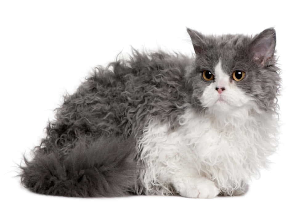 Selkirk Rex, fluffy gray and white cat, curly fur, SD Desktop Wallpaper