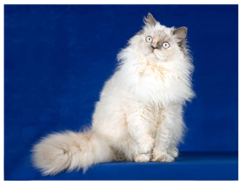 Selkirk Rex, fluffy white cat, striking blue eyes, SD Desktop Wallpaper