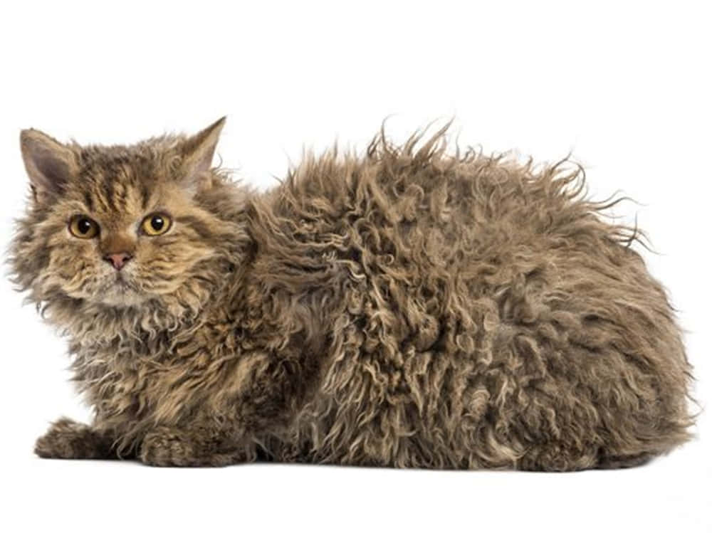 Selkirk Rex, fluffy brown curly-haired cat, amber eyes, SD Desktop Wallpaper