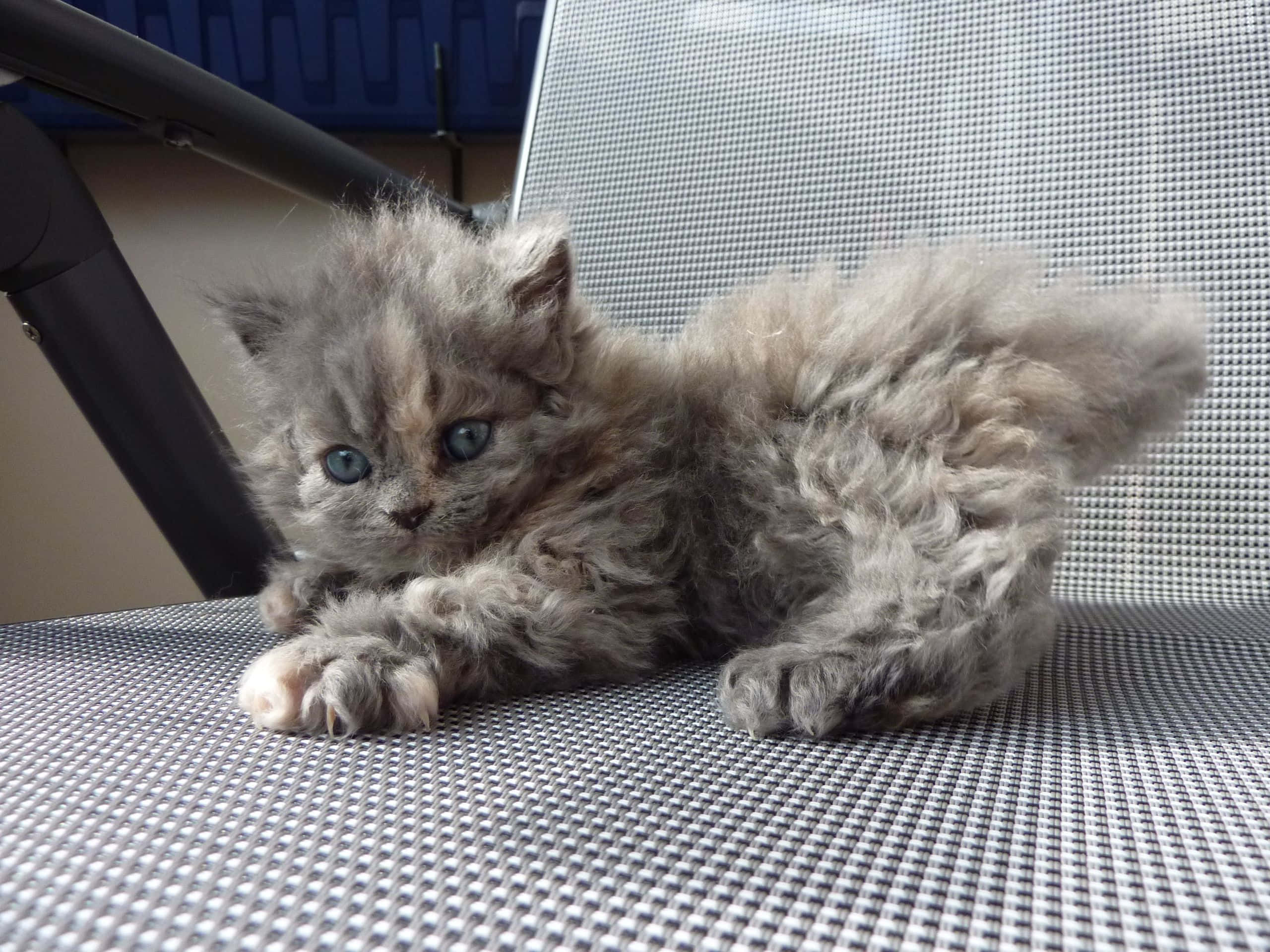 Selkirk Rex, fluffy gray kitten, bright blue eyes, 2K Desktop Wallpaper