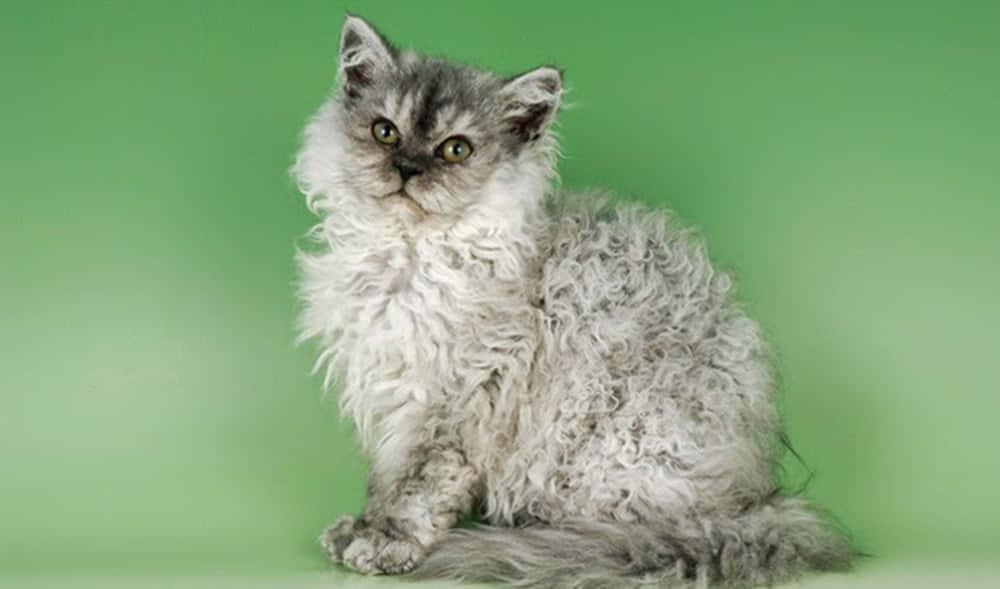 Selkirk Rex, fluffy gray cat, curly fur, SD Desktop Wallpaper