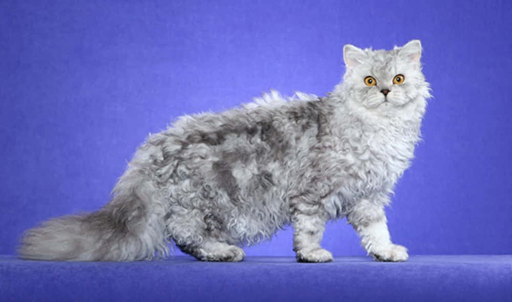 Selkirk Rex, silver, orange eyes, SD Desktop Wallpaper