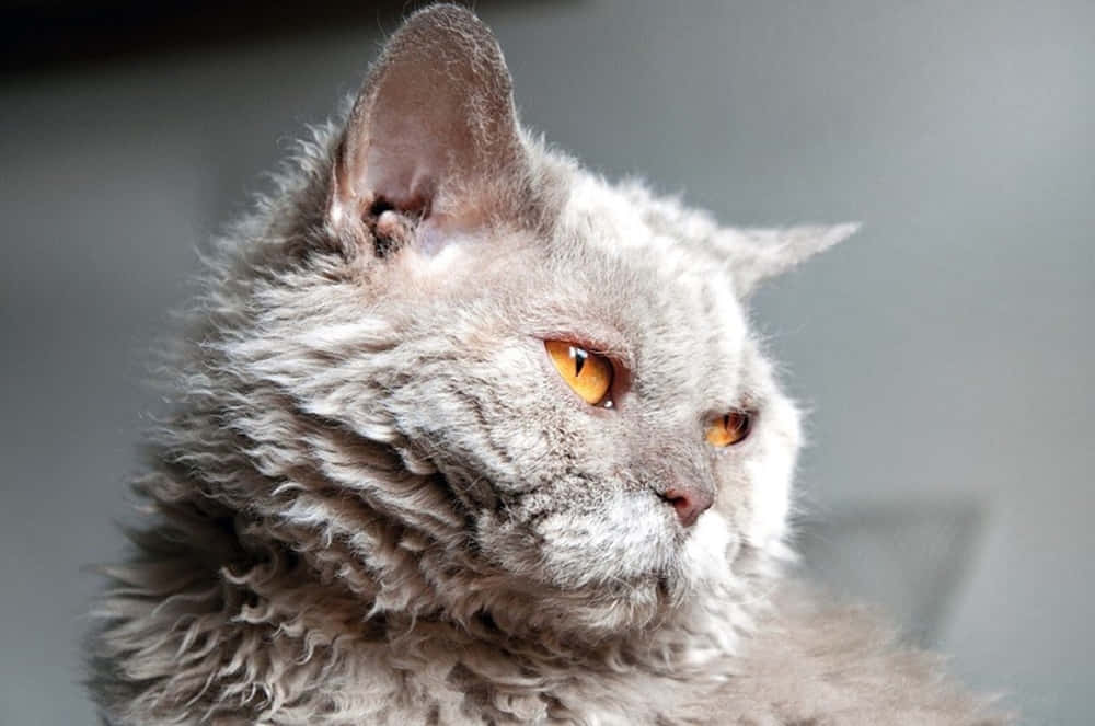 Selkirk Rex, fluffy gray cat, striking orange eyes, SD Desktop Wallpaper