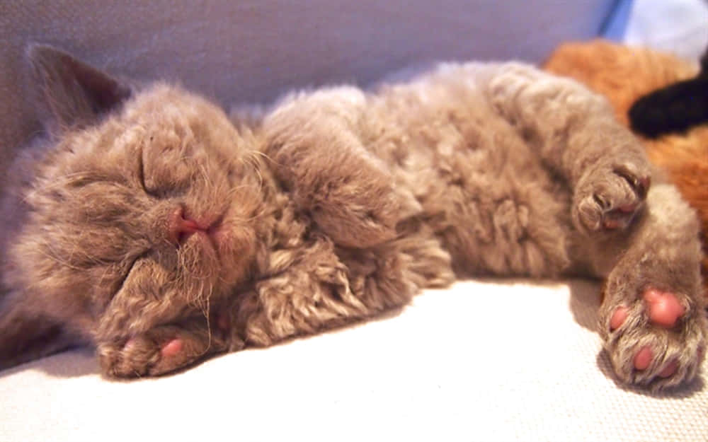 Selkirk Rex, fluffy brown kitten, cozy blanket, SD Desktop Wallpaper