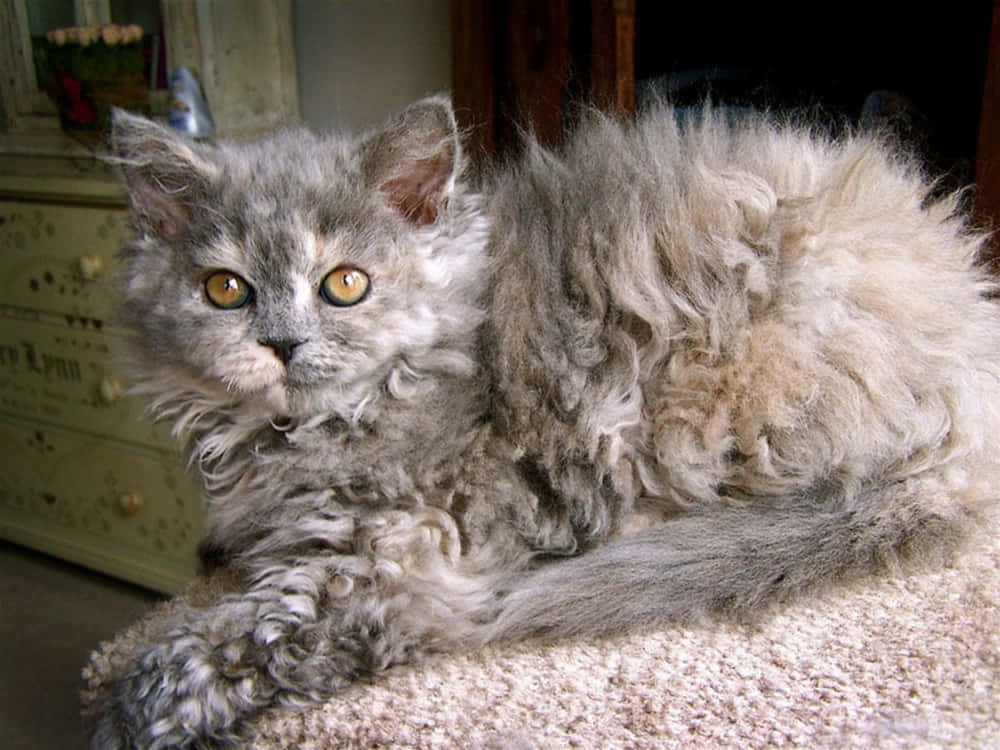 Selkirk Rex, gray cat, amber eyes, SD Desktop Wallpaper