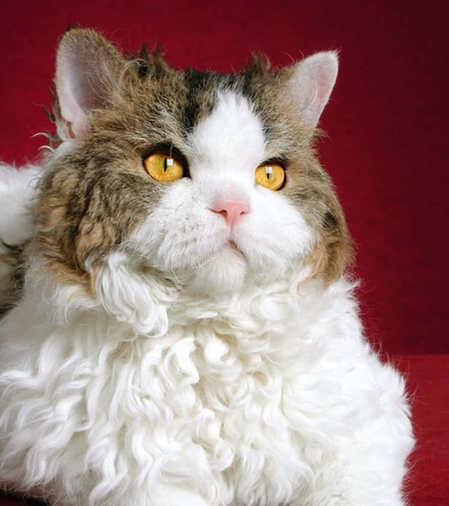 Selkirk Rex, curly-haired cat, yellow eyes, SD Phone Wallpaper