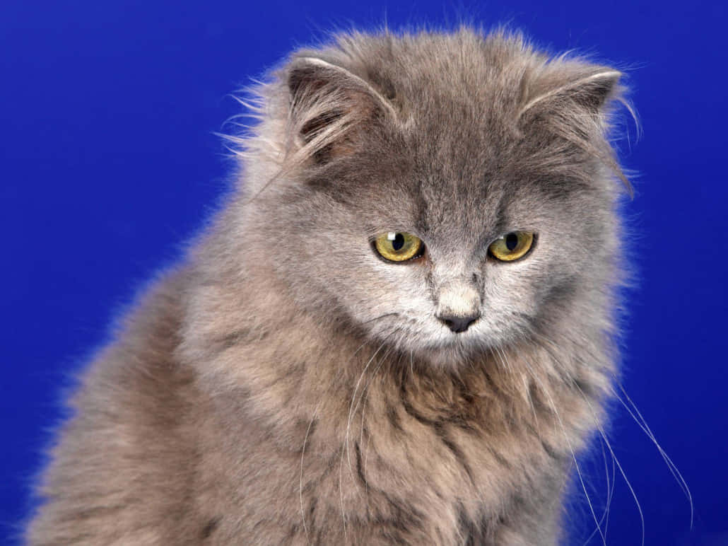 Selkirk Rex, fluffy gray cat, bright yellow eyes, SD Desktop Wallpaper