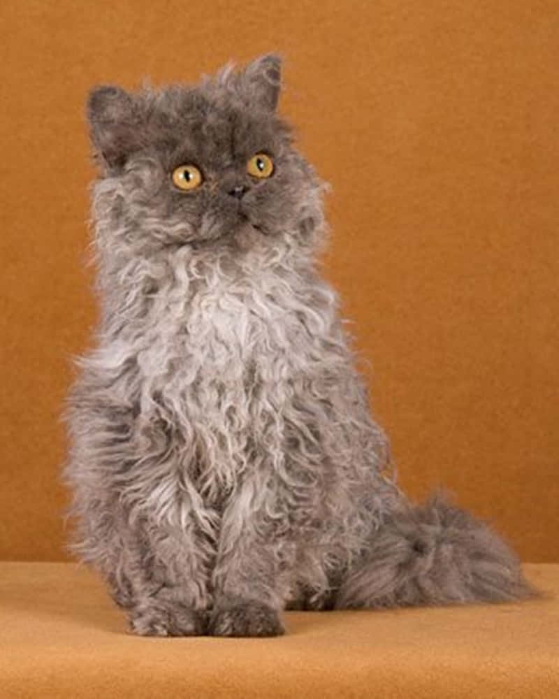 Selkirk Rex, fluffy gray cat, bright yellow eyes, SD Phone Wallpaper
