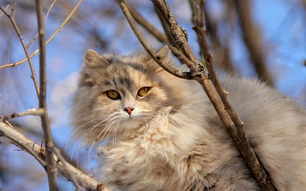 Selkirk Rex, amber eyes, cozy blanket, SD Desktop Wallpaper