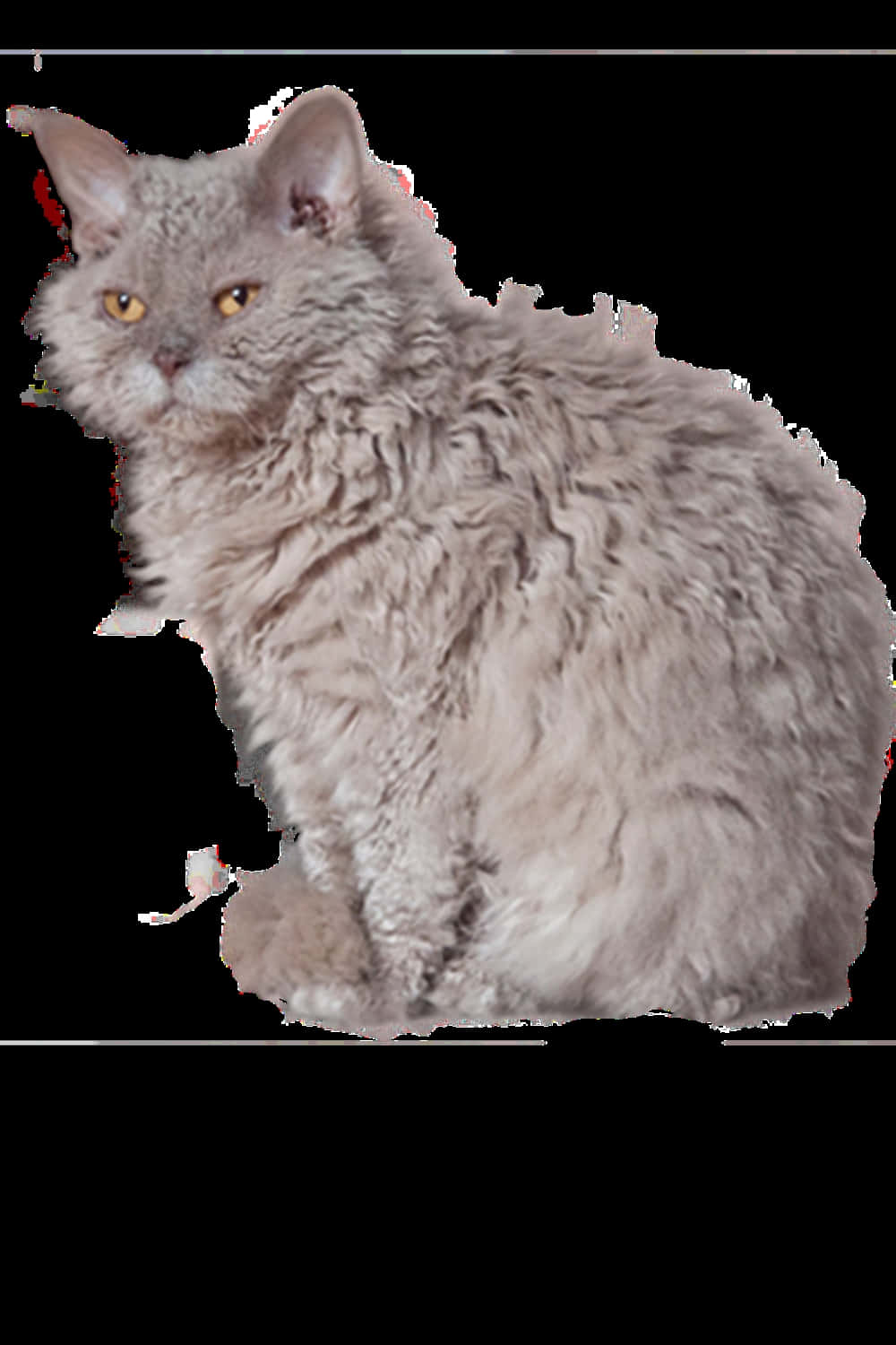 Selkirk Rex, fluffy gray cat, bright yellow eyes, HD Phone Wallpaper
