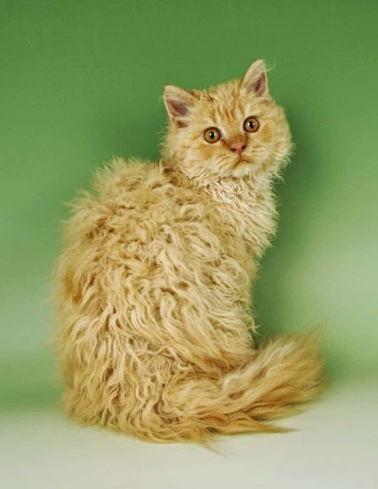 Selkirk Rex, fluffy golden curly-haired cat, solid green backdrop, SD Phone Wallpaper