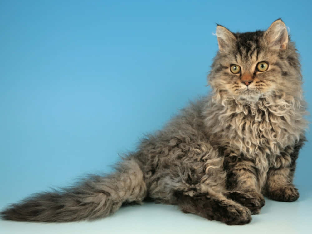 Selkirk Rex, curly fur, green eyes, SD Desktop Wallpaper