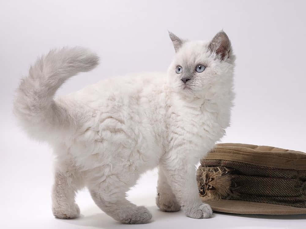 Selkirk Rex, fluffy white cat, blue eyes, SD Desktop Wallpaper