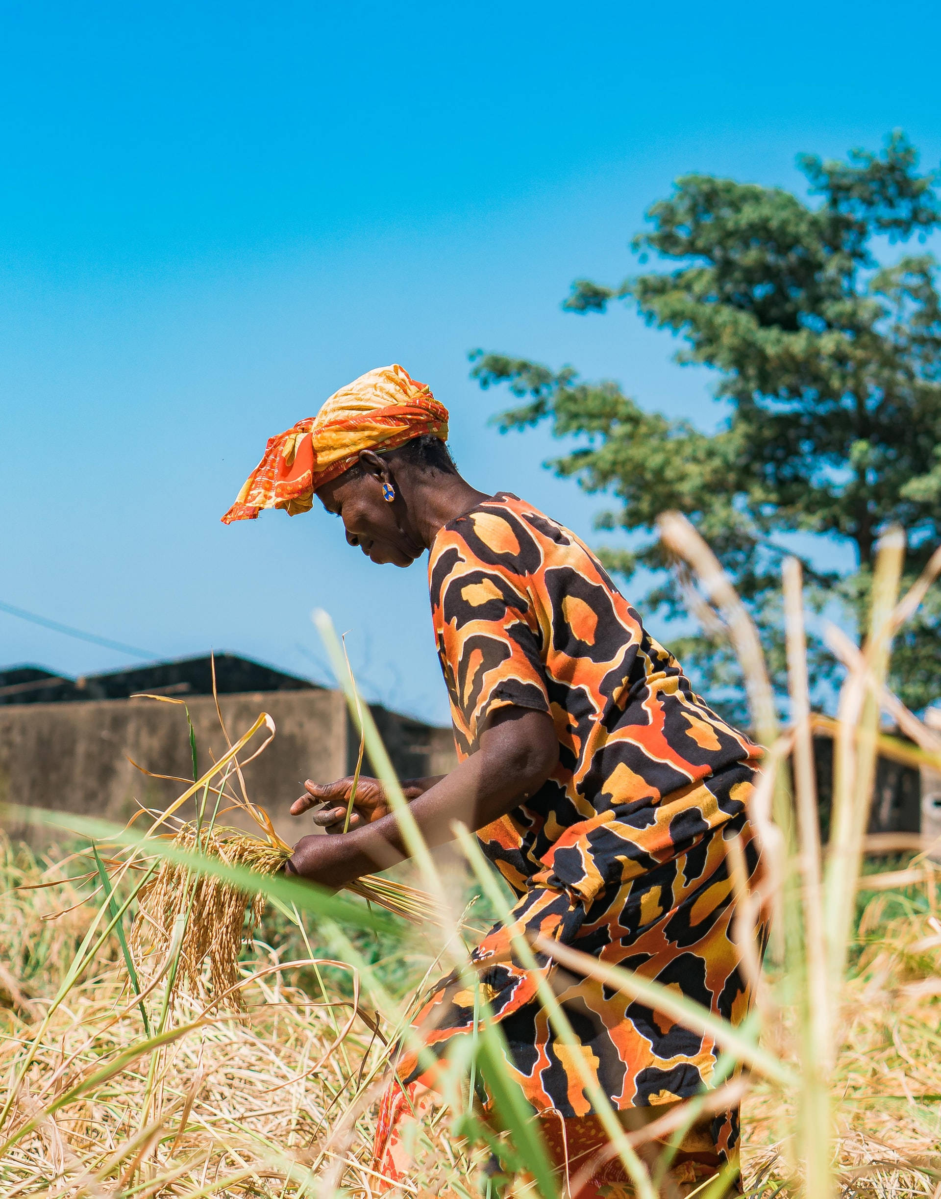 Senegal, vibrant orange and black patterned attire, golden rice, Full HD Phone Wallpaper