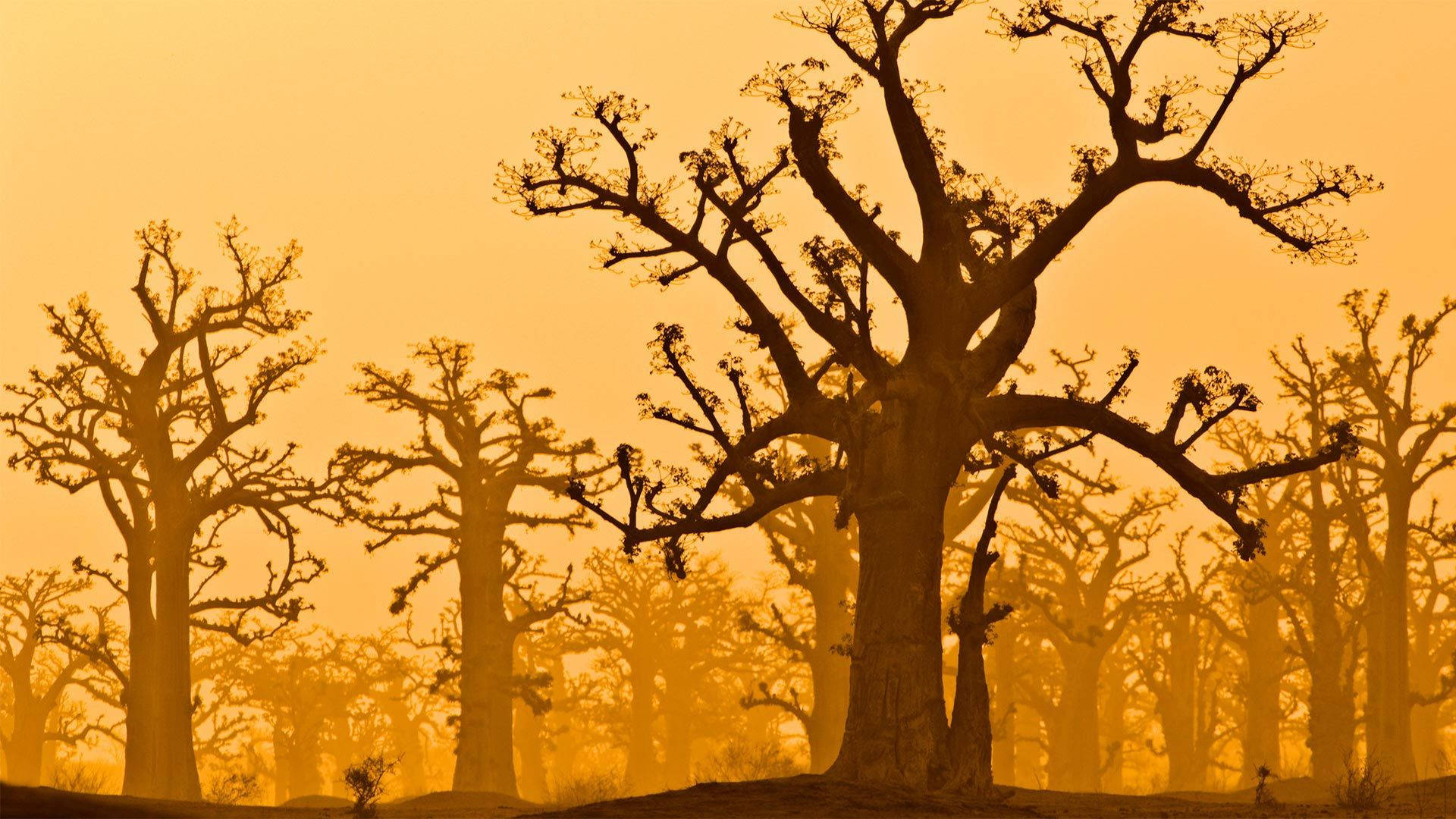 Senegal, baobab trees, amber sunset, Full HD Desktop Wallpaper