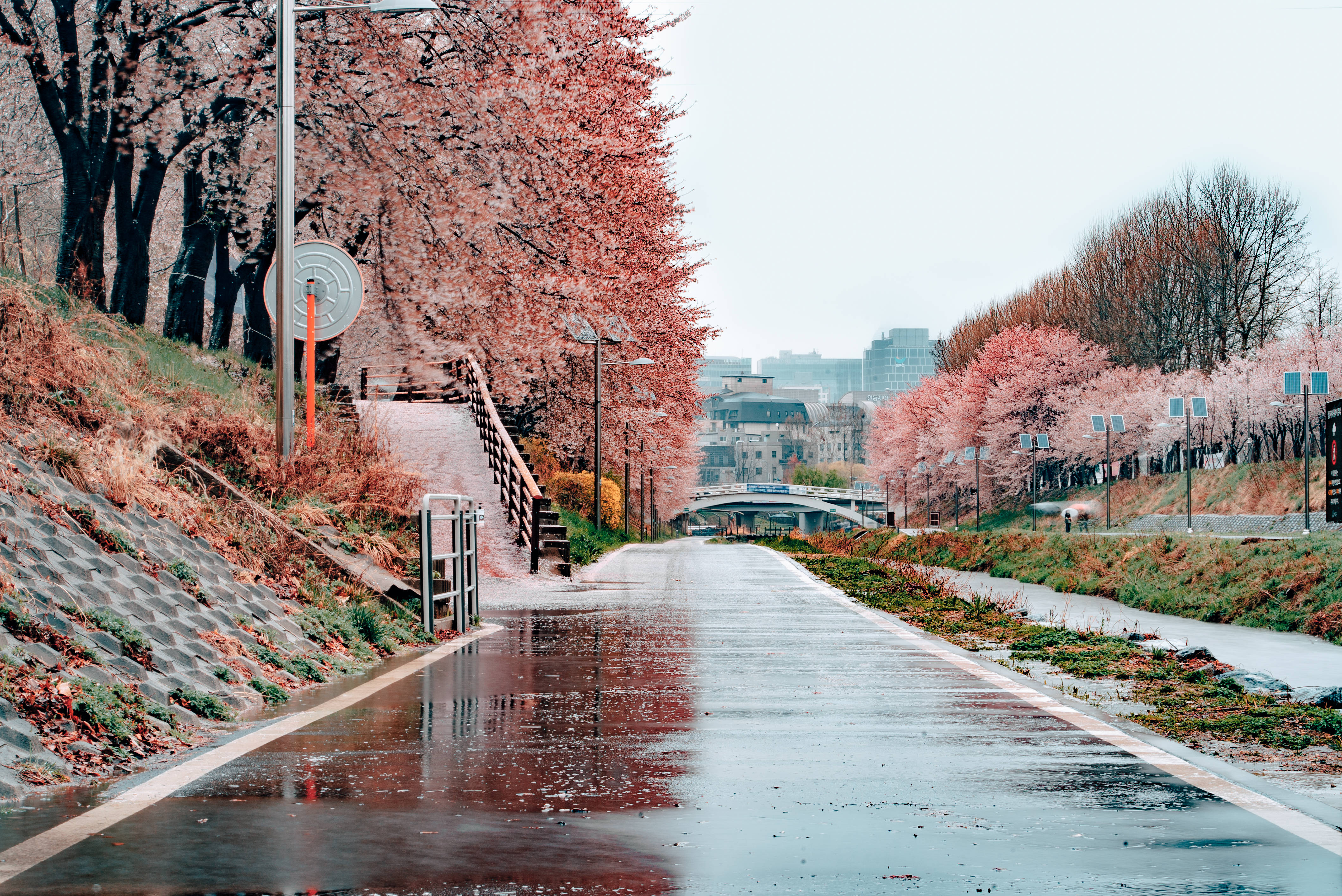 Seoul, spring, cherry blossoms, 4K Desktop Wallpaper