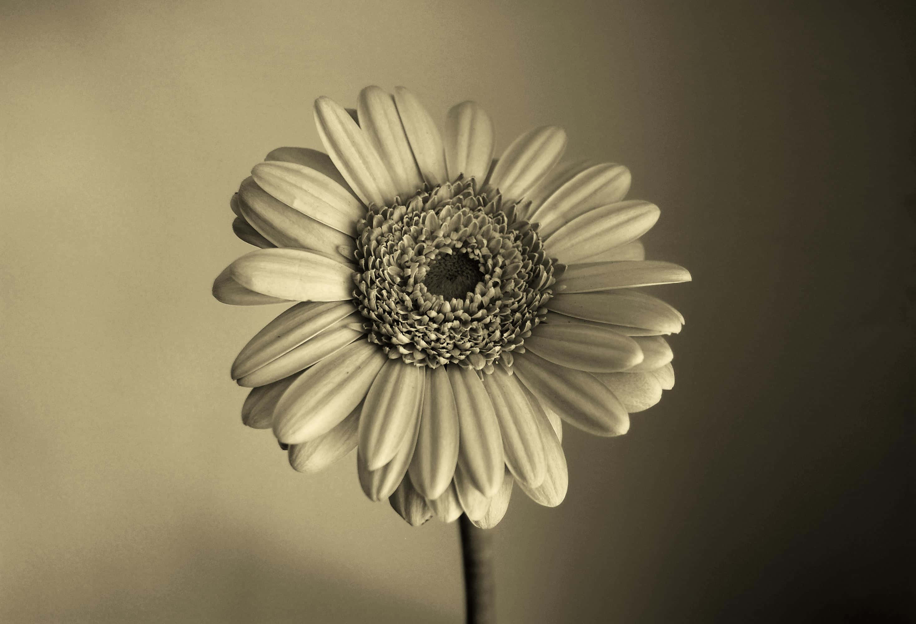 sepia, gerbera daisy, forest, 2K Desktop Wallpaper