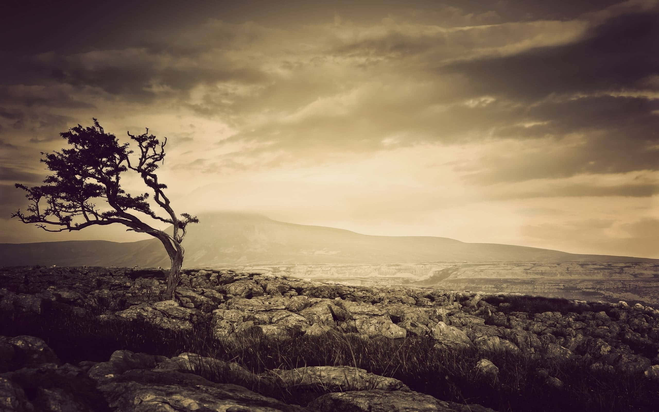 Sepia, twisted tree, rocky hillside, 2K Desktop Wallpaper