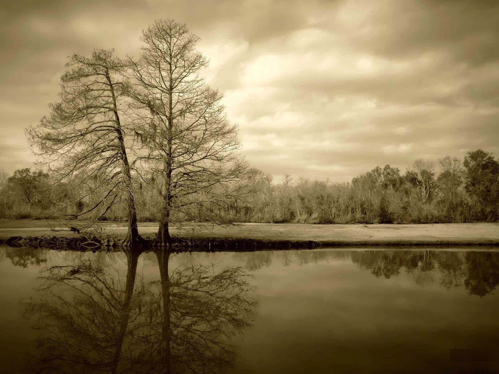 Sepia, 1600 x 1200, bare trees, HD Desktop Wallpaper