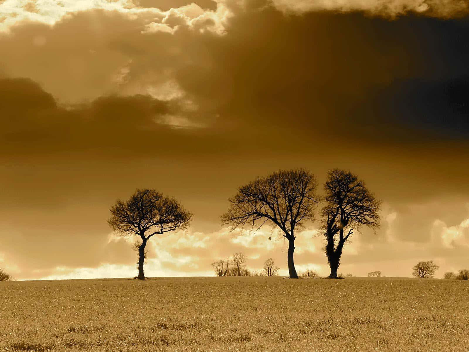 Sepia, 1600 x 1200, Sunset, HD Desktop Wallpaper
