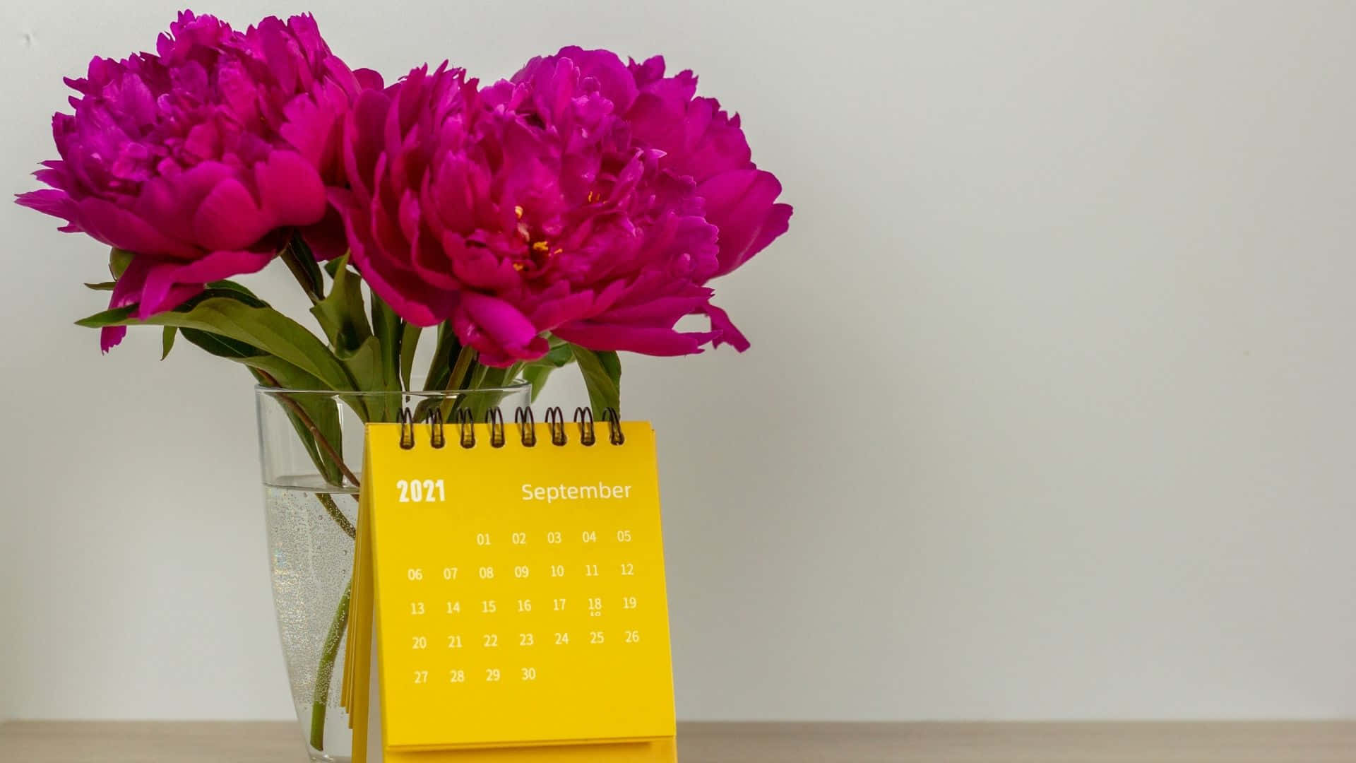magenta peonies, clear glass vase, bright yellow 2021 September desk calendar, Full HD Desktop Wallpaper