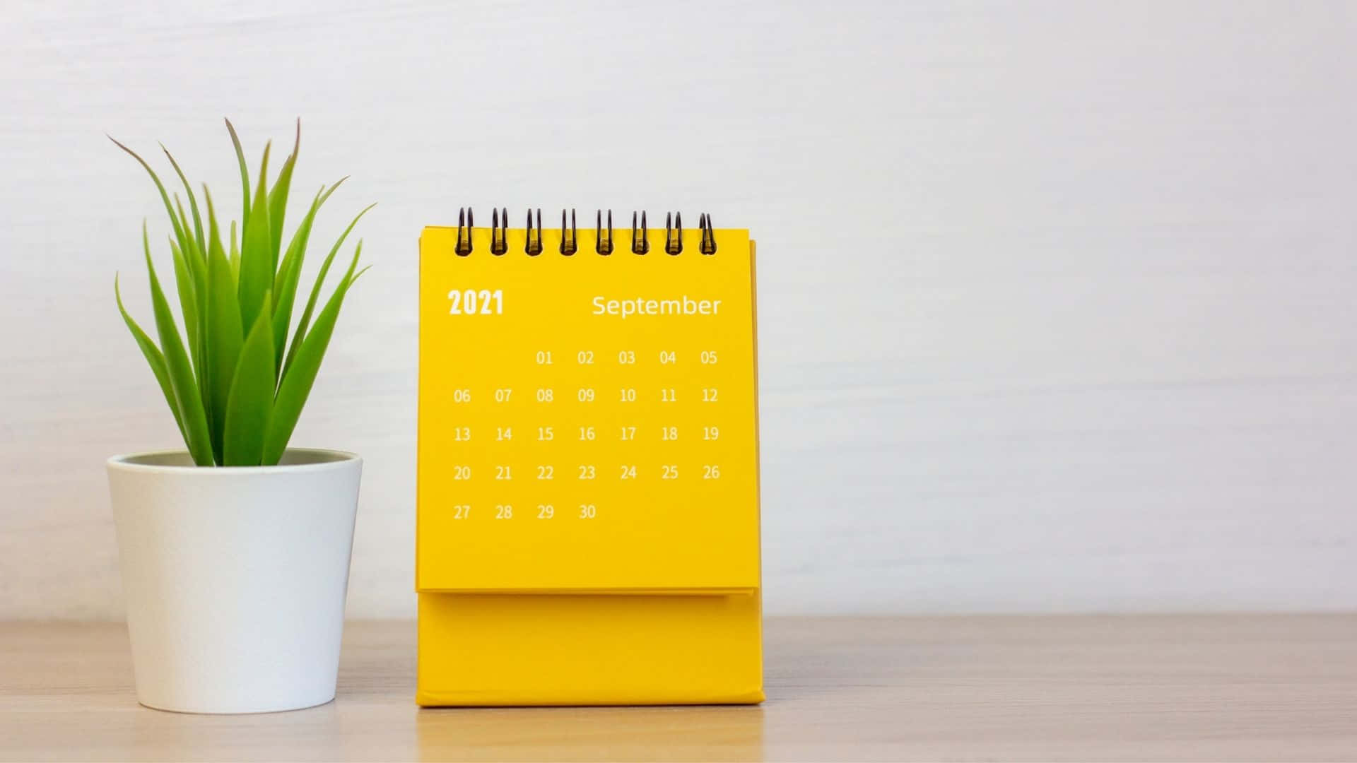 2021 September desk calendar, bright yellow, potted green succulent, Full HD Desktop Wallpaper