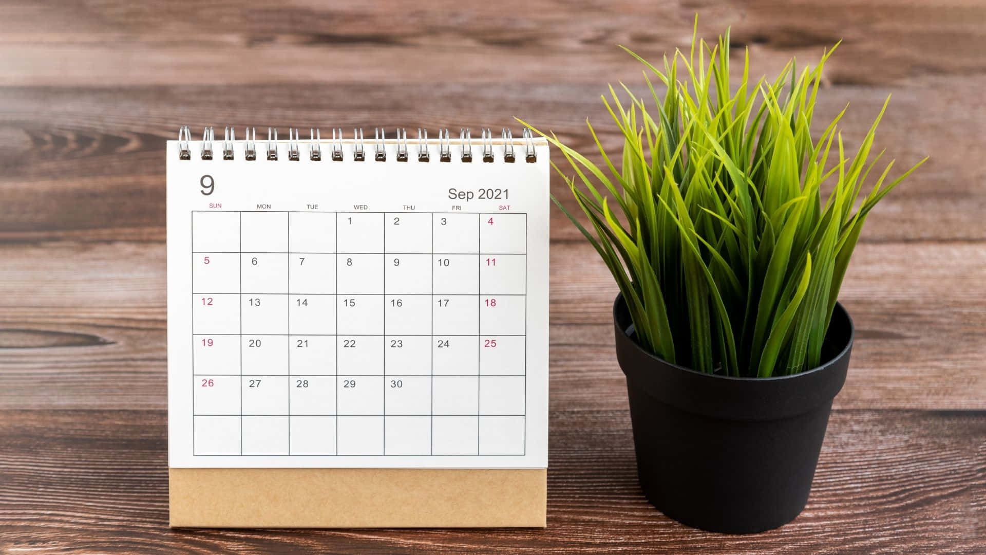 September 2021 Calendar, spiral-bound, potted green plant, Full HD Desktop Wallpaper