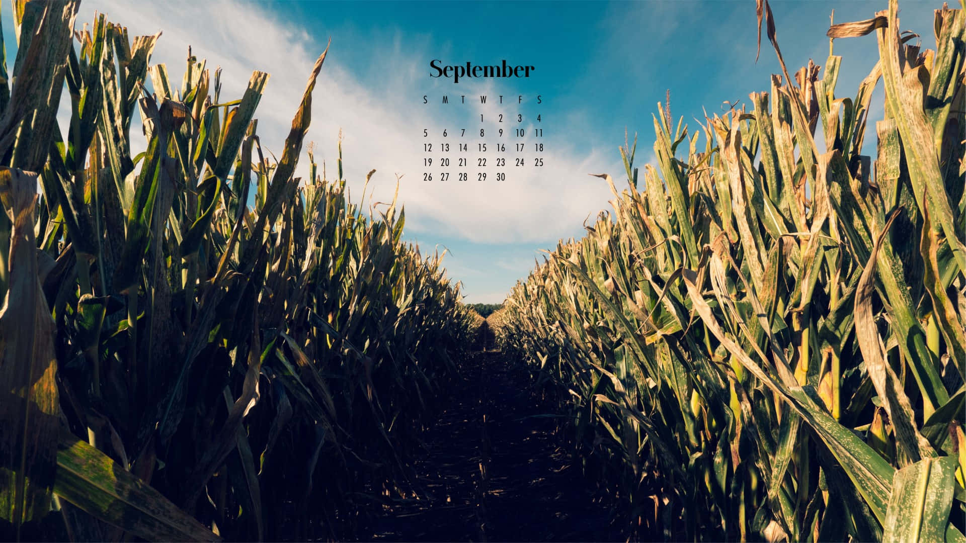 September 2021 Calendar, cornfield, sunlit, Full HD Desktop Wallpaper