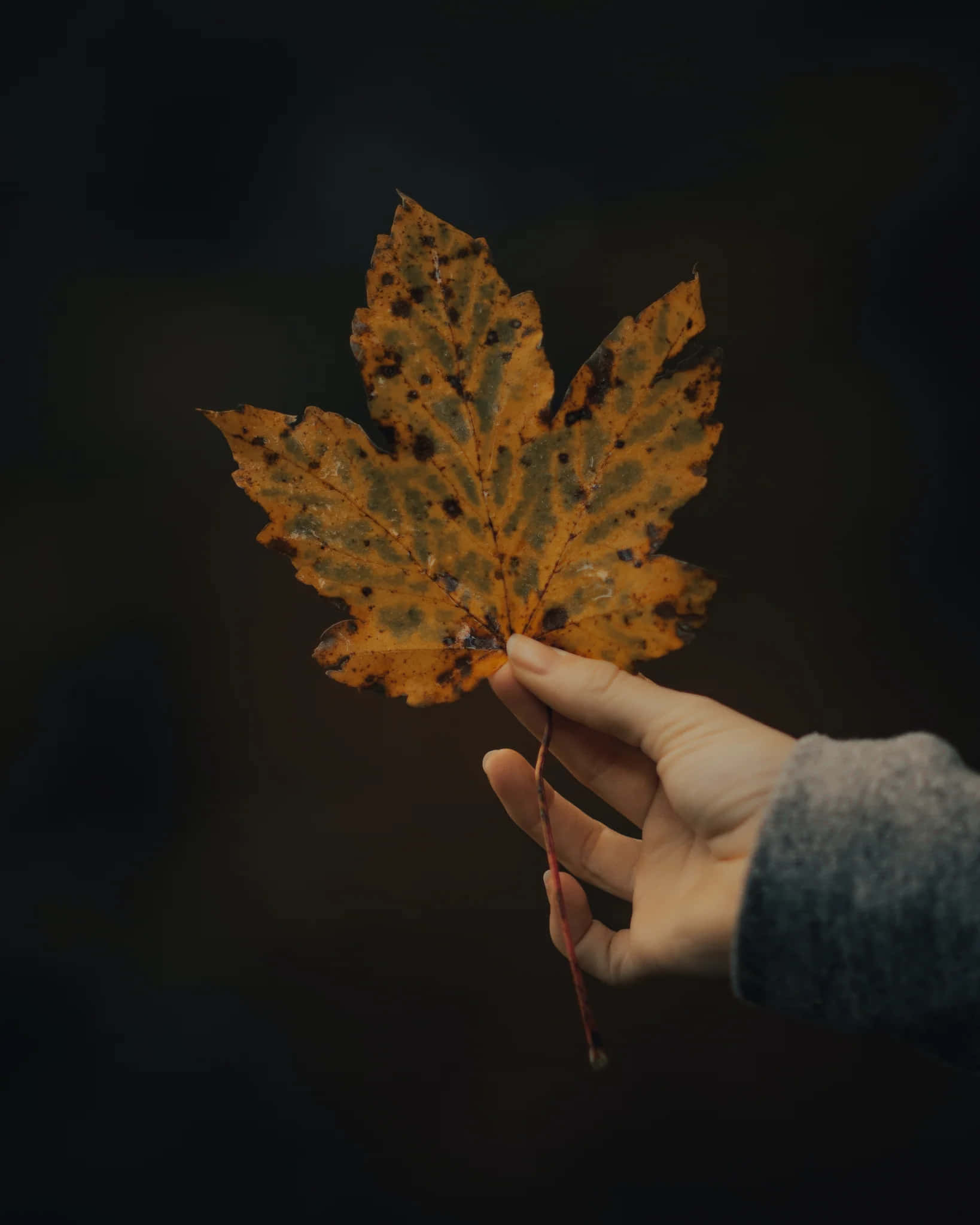 autumn leafin hand jpg, orange maple leaf, dark spots, Full HD Phone Wallpaper