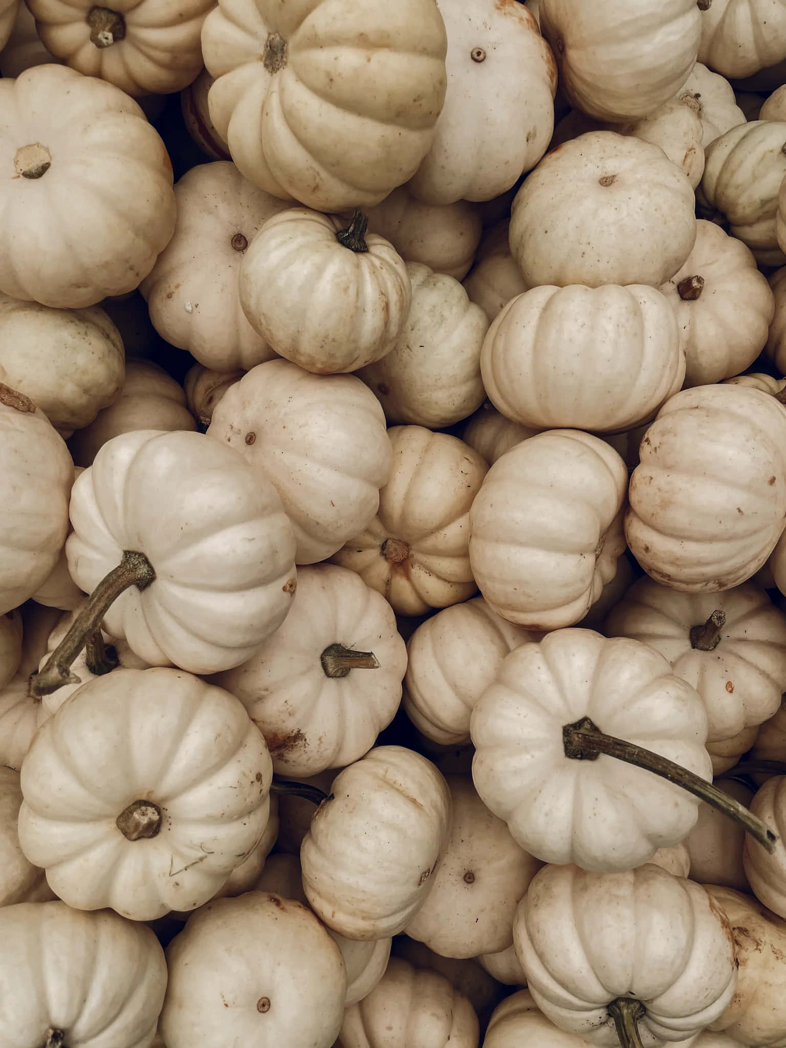 white pumpkin pile, creamy white pumpkins, textured ridges, Full HD Phone Wallpaper