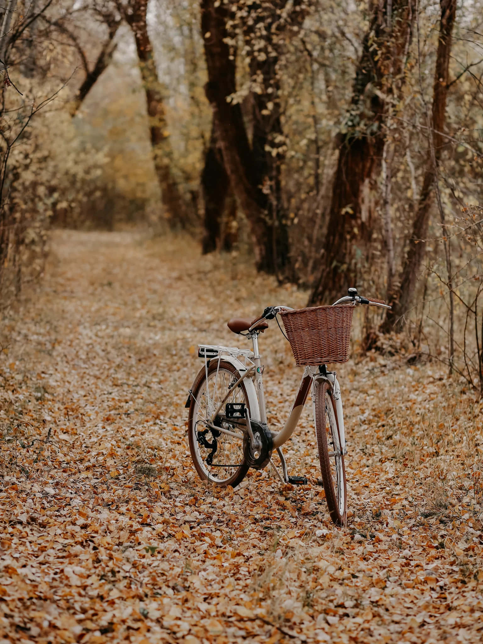 vintage bicycle, wicker basket, leaf-covered forest path, Full HD Phone Wallpaper