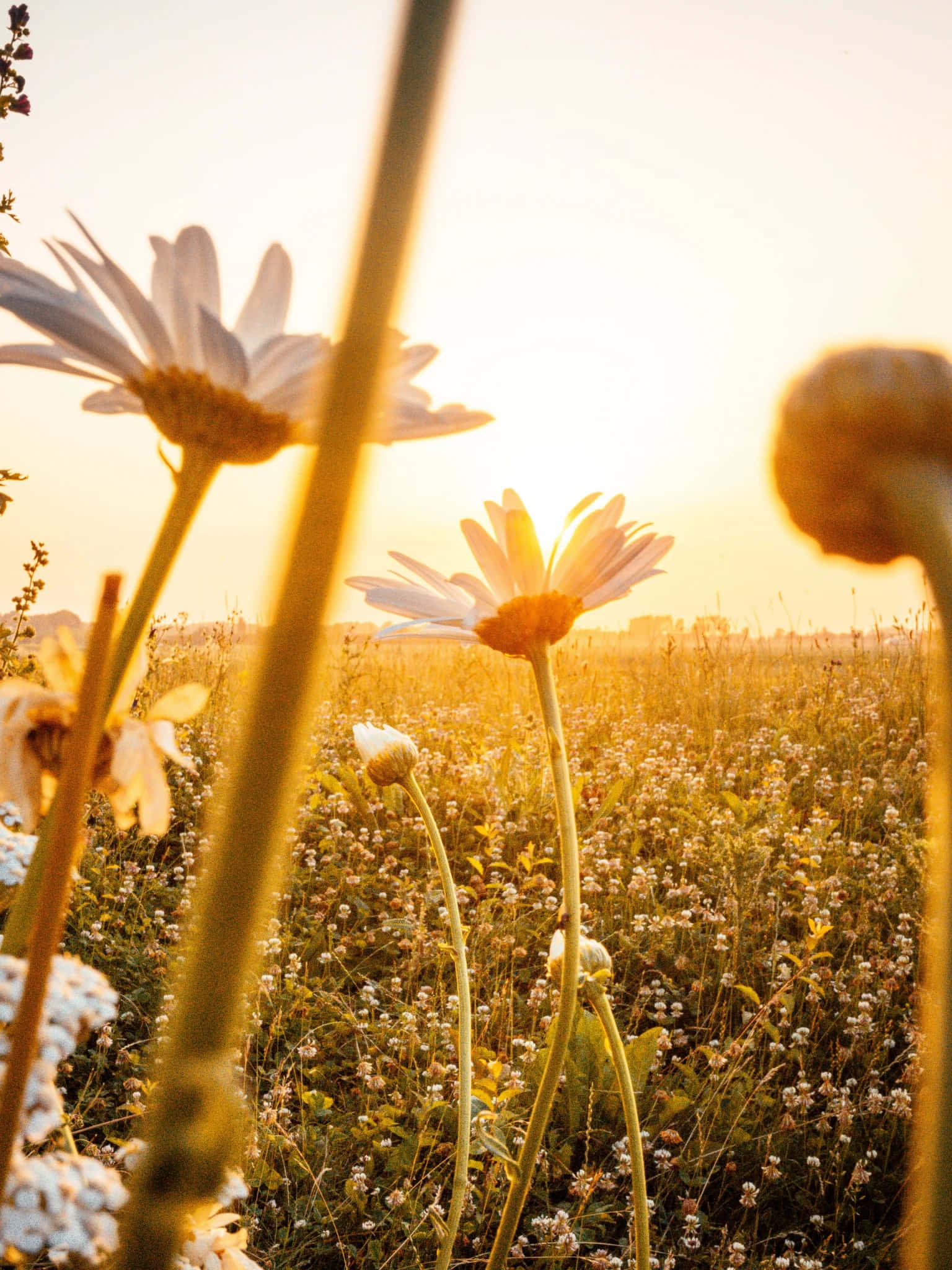Golden Hour, daisies, wildflowers, Full HD Phone Wallpaper