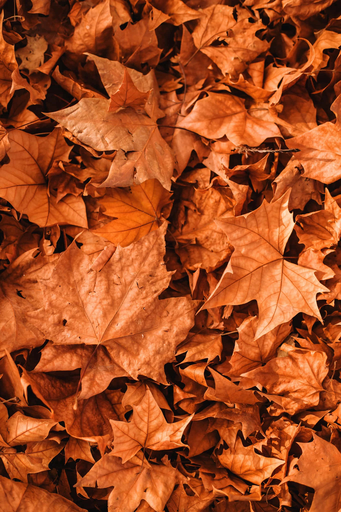 maple leaves, orange, brown, Full HD Phone Wallpaper