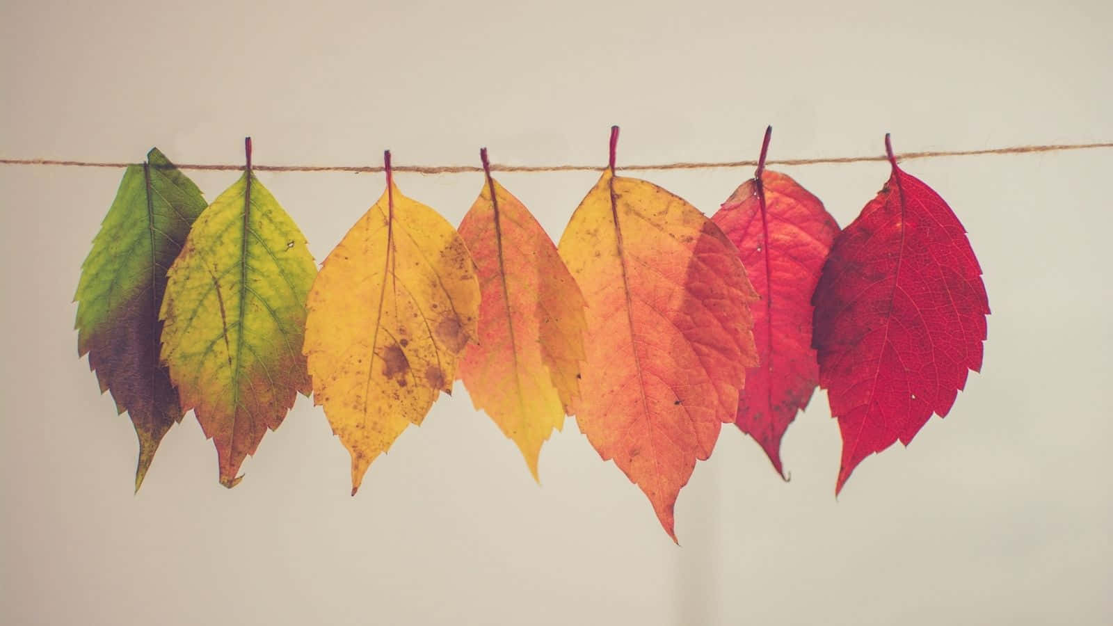 autumn leaves, green yellow orange and red, twine, HD Desktop Wallpaper