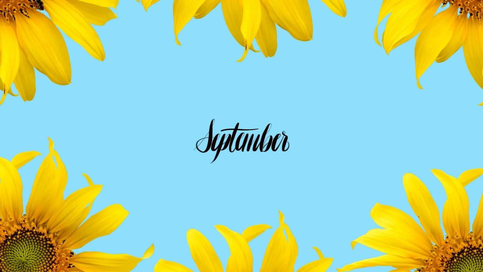 September, sunflowers, light blue background, HD Desktop Wallpaper