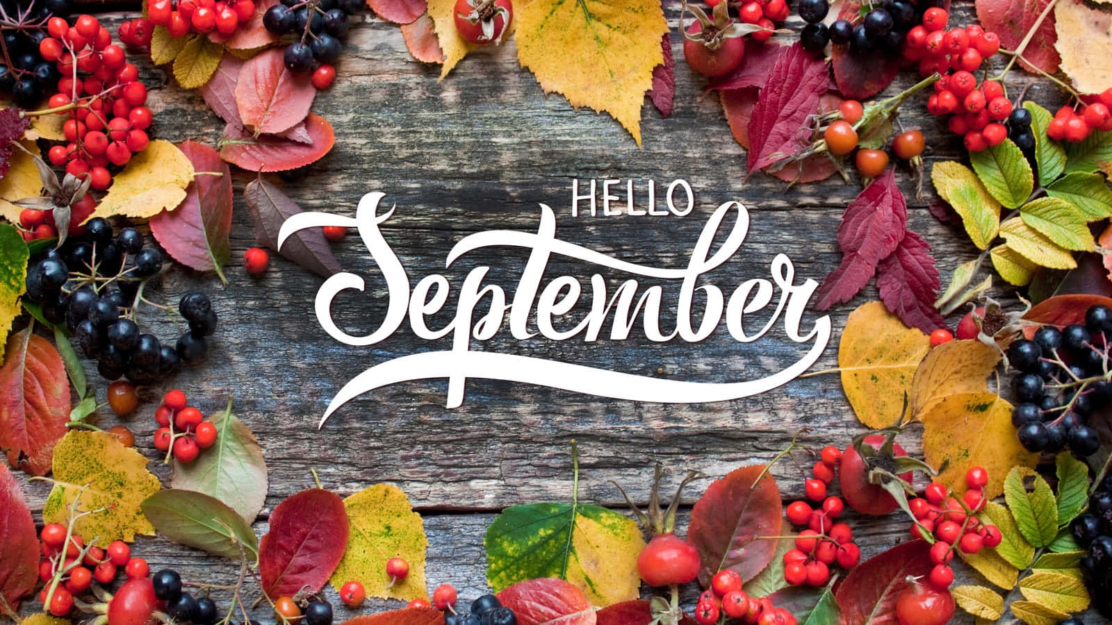 hello september, autumn berries, leaves, HD Desktop Wallpaper