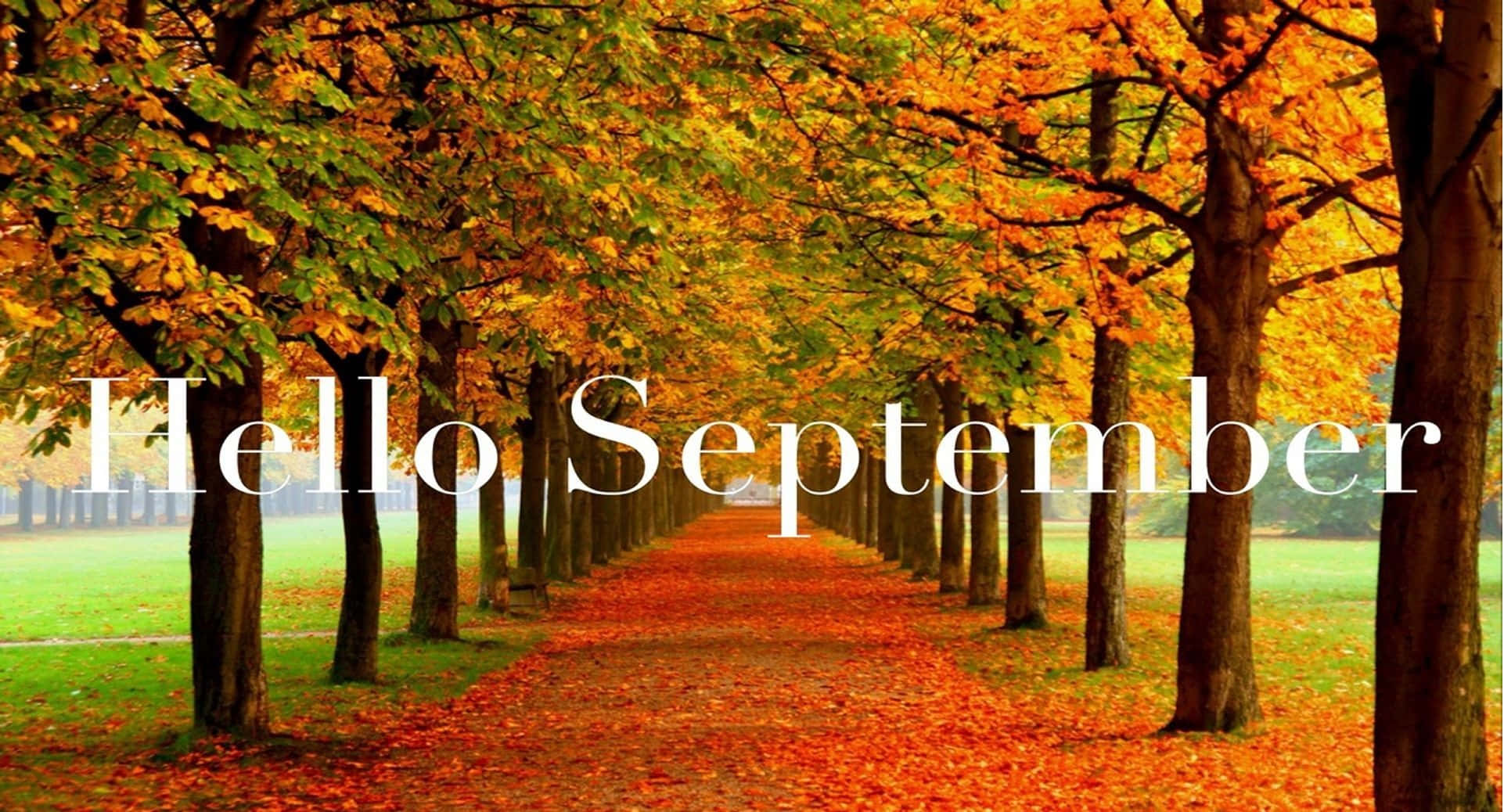 autumnal september desktop wallpaper, autumn pathway, golden trees, Full HD Desktop Wallpaper